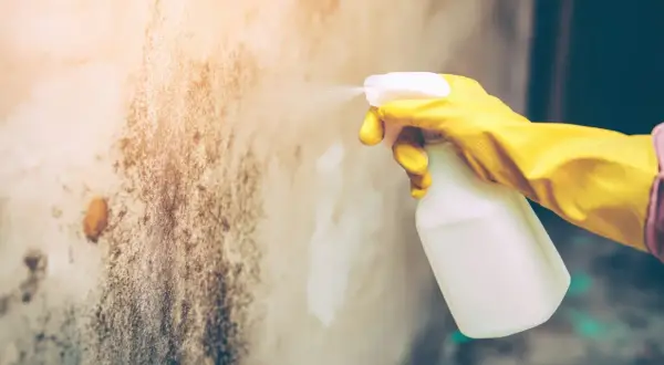 Main jaune pulvérisant un produit sur un mur taché par l'humidité dans une maison.