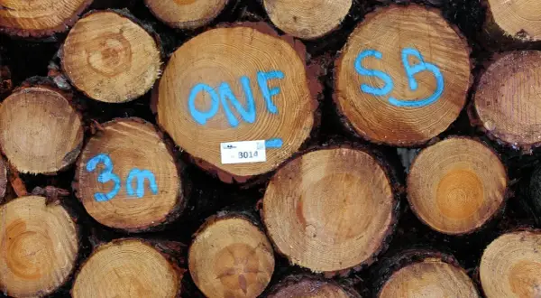 Gros plan sur un **stère de bois** empilé, avec des marques bleues indiquant "ONF", "SB" et "3m".