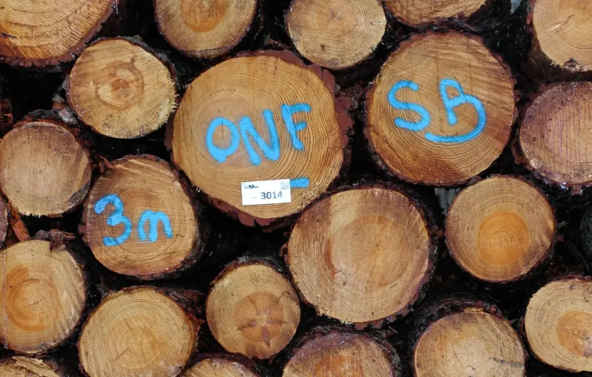 Gros plan sur un **stère de bois** empilé, avec des marques bleues indiquant "ONF", "SB" et "3m".