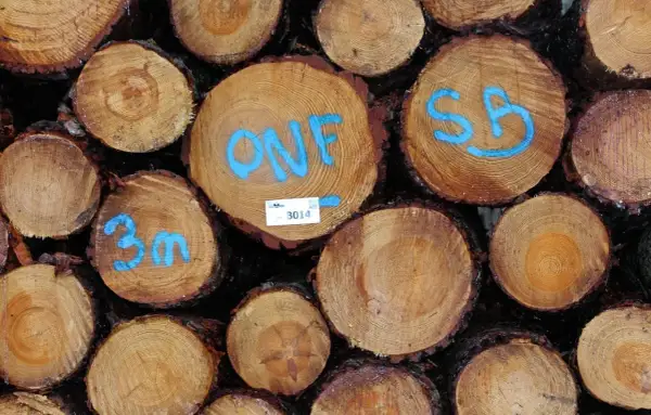 Gros plan sur un **stère de bois** empilé, avec des marques bleues indiquant "ONF", "SB" et "3m".